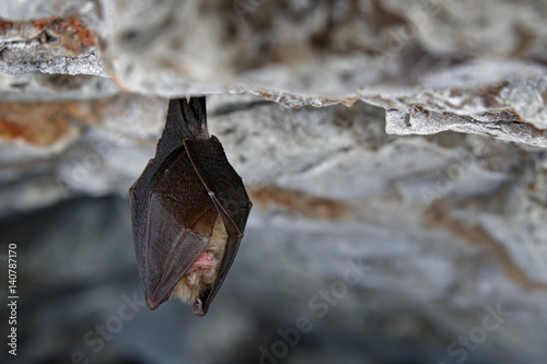 Lesser horseshoe bat, Rhinolophus hipposideros, in the nature cave habitat, Cesky kras, Czech. Underground animal sitting on stone. Wildlife scene from grey rock tunnel. Night bat, Winter hibernate.