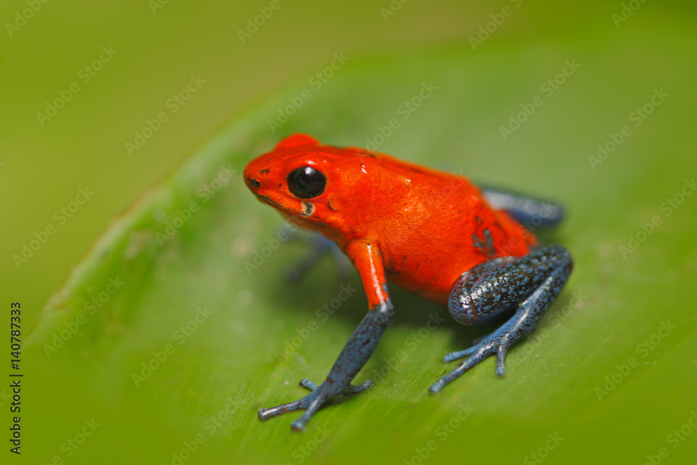 Obraz premium Red Strawberry poison dart frog, Dendrobates pumilio, in the nature habitat, Costa Rica. Close-up portrait of poison red frog. Frog in the forest. Rare Amphibien in the tropic forest. Wildlife jungle.