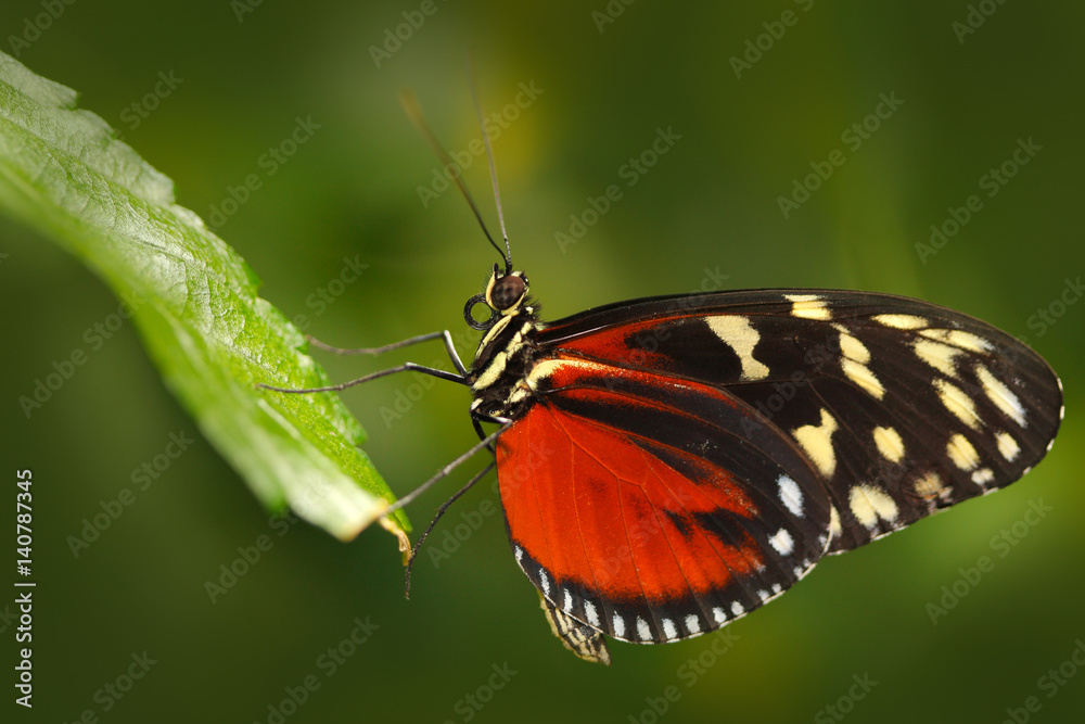 Fototapeta premium Butterfly Heliconius Hacale zuleikas, in nature habitat. Nice insect from Costa Rica in the green forest. Butterfly sitting on the leave from Panama. Butterfly with ping flower. Wildlife in the forest