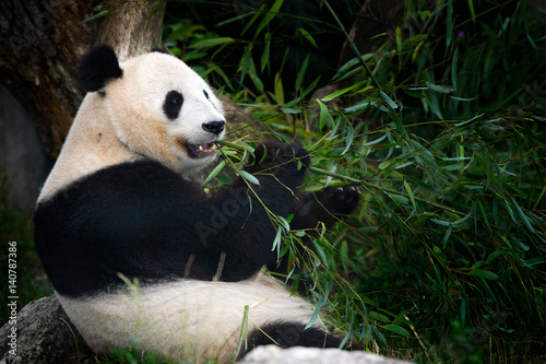 Fototapeta Naklejka Na Ścianę i Meble -  Panda eating bamboo. Wildlife scene from China nature. Portrait of Giant Panda feeding bamboo tree in forest. habitat. Cute black and white bear with smile. Funny image from Asia nature.