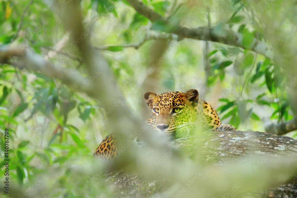 Fototapeta premium Sri Lankan leopard, Panthera pardus kotiya, big spotted cat lying on the tree in the nature habitat, Yala national park, Sri Lanka. Leoprad hidden in green vegetation. Art view of nature.