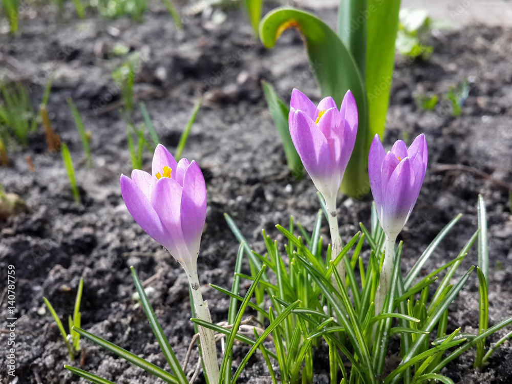 Beautiful spring purple crocuses