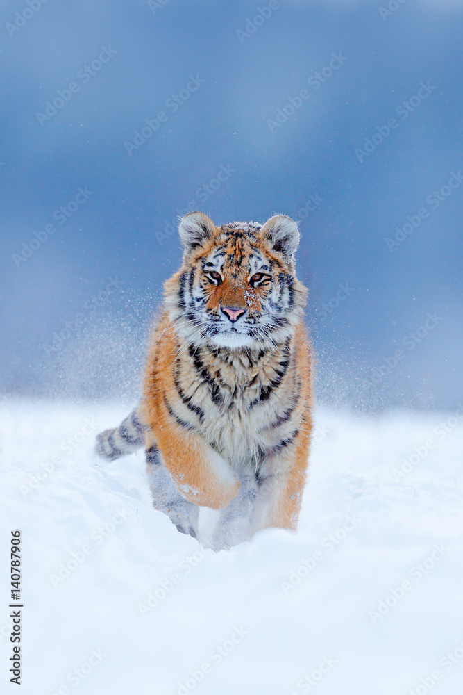 Naklejka premium Działający tygrys z śnieżną twarzą. Tygrys w dzikiej zimowej przyrodzie. Amur tygrys biegający w śniegu. Akcja sceny dzikich zwierząt, niebezpieczeństwo zwierząt. Zimna zima, tajga, Rosja. Płatek śniegu z pięknym tygrysem syberyjskim.
