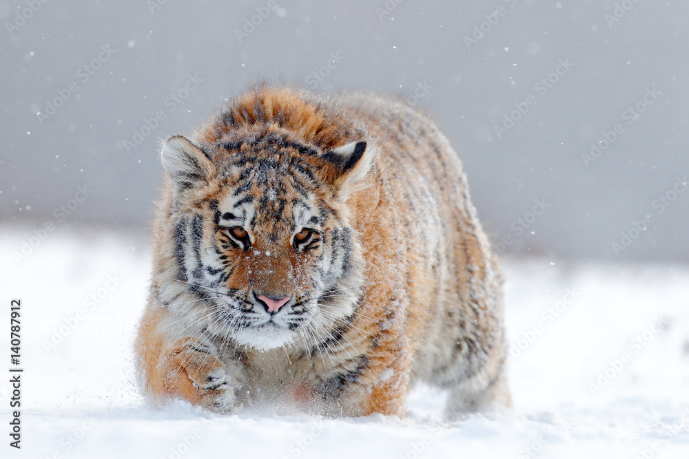 Naklejka premium Biegnący tygrys ze śnieżną twarzą. Tygrys w dzikiej zimowej przyrodzie. Tygrys amurski działa w śniegu. Akcja dzikiej przyrody, niebezpieczne zwierzę. Mroźna zima, tajga, Rosja. Płatek śniegu z pięknym tygrysem syberyjskim.