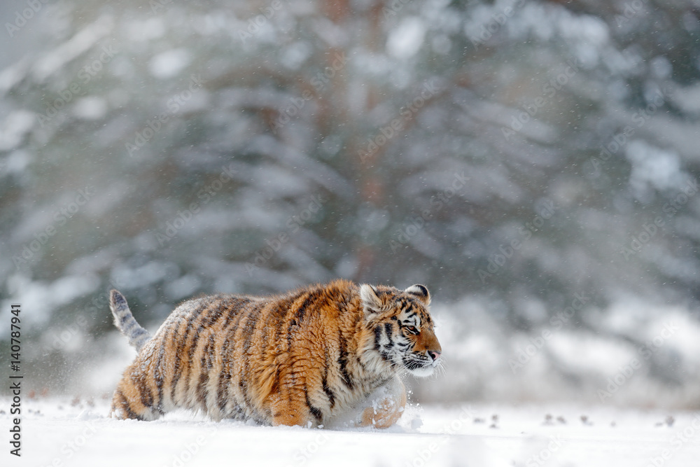 Obraz premium Biegnący tygrys ze śnieżną twarzą. Tygrys w dzikiej zimowej przyrodzie. Tygrys amurski działa w śniegu. Akcja dzikiej przyrody, niebezpieczne zwierzę. Mroźna zima, tajga, Rosja. Płatek śniegu z pięknym tygrysem syberyjskim.