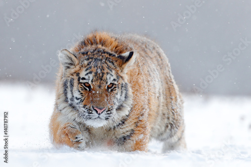 Running tiger with snowy face. Tiger in wild winter nature.  Amur tiger running in the snow. Action wildlife scene  danger animal. Cold winter  tajga  Russia. Snowflake with beautiful Siberian tiger.