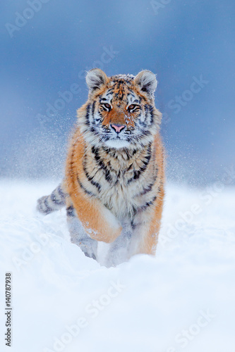 Running tiger with snowy face. Tiger in wild winter nature.  Amur tiger running in the snow. Action wildlife scene  danger animal. Cold winter  tajga  Russia. Snowflake with beautiful Siberian tiger.
