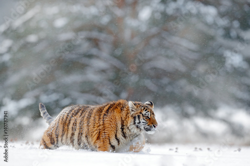 Running tiger with snowy face. Tiger in wild winter nature.  Amur tiger running in the snow. Action wildlife scene, danger animal. Cold winter, tajga, Russia. Snowflake with beautiful Siberian tiger. © ondrejprosicky