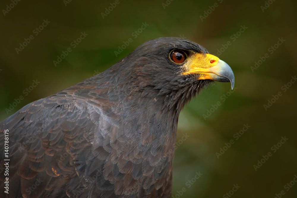 Great Black-Hawk, Buteogallus urubitinga, detail portrait of wild bird from Belize. Birdwatching of South America. Wildlife scene from nature. Yellow bill bird in the forest. Close-up portrait, eagle.