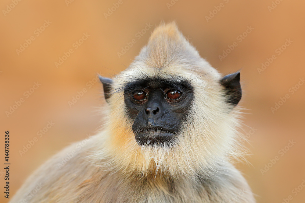 Fototapeta premium Common Langur, Semnopithecus entellus, monkey sitting in grass, nature habitat, Sri Lanka. Feeding scene with langur. Wildlife of Sri Lanka. Monkey in nature habitat, clear background and foreground.