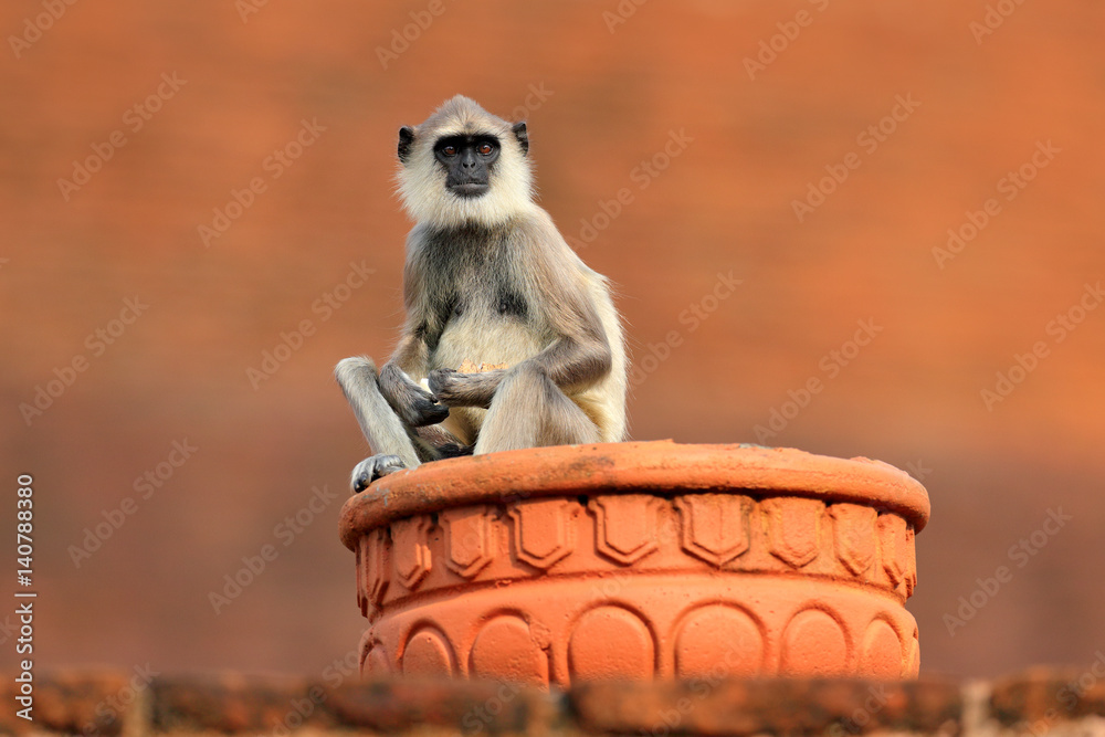 Fototapeta premium Common Langur, Semnopithecus entellus, monkey sitting in grass, nature habitat, Sri Lanka. Feeding scene with langur. Wildlife of Sri Lanka. Monkey in nature habitat, clear background and foreground.