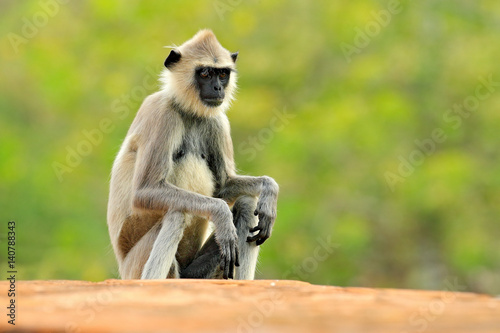 Common Langur, Semnopithecus entellus, monkey sitting in grass, nature habitat, Sri Lanka. Feeding scene with langur. Wildlife of Sri Lanka. Monkey in nature habitat, clear background and foreground.