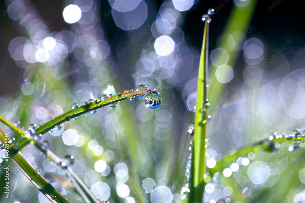Fresh green grass with dew drops closeup. Nature Background Fresh green grass with dew drops closeup. Nature Background