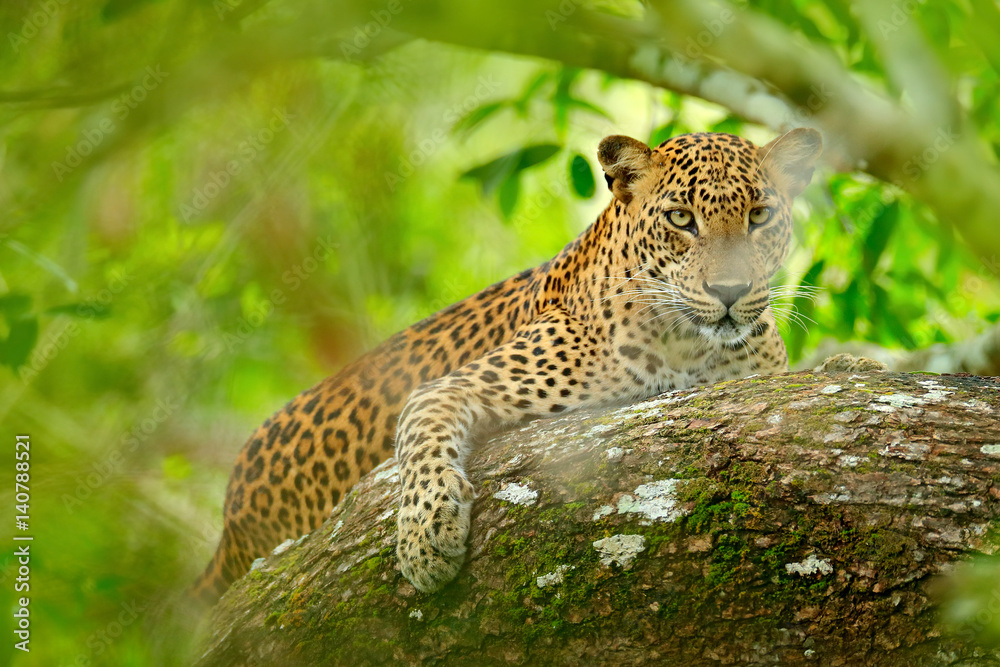 Naklejka premium Leopard in green vegetation. Hidden Sri Lankan leopard, Panthera pardus kotiya, Big spotted wild cat lying on the tree in the nature habitat, Yala national park, Sri Lanka. Widlife scene from nature.