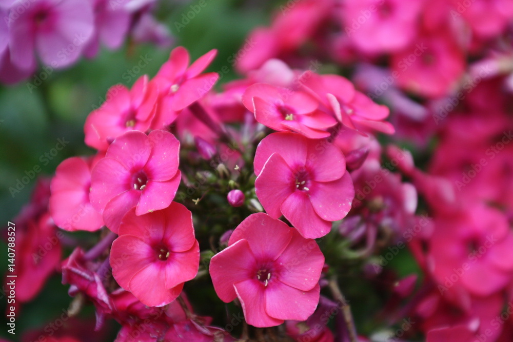 Obraz premium Phlox pink