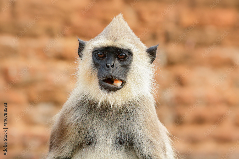 Obraz premium Food in the muzzle. Common Langur, Semnopithecus entellus, monkey with fruit in the mouth, nature habitat, Sri Lanka. Wildlife scene form nature. Detail portrait of monkey from wild Asia.
