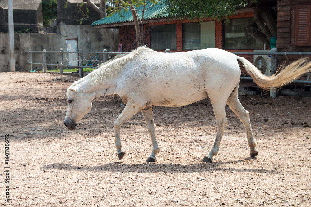 Fototapeta premium White horse in the pen