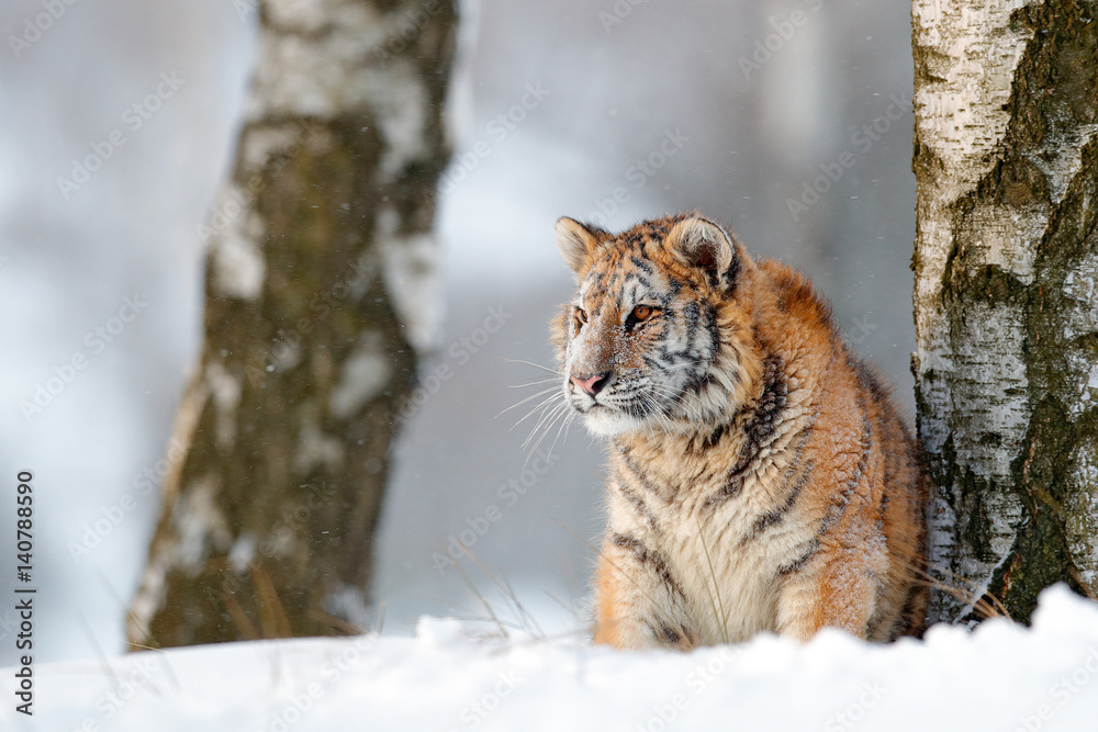 Siberian tiger in snow fall. Amur tiger running in the snow. Tiger in wild winter nature. Action wildlife scene with danger animal. Cold winter in tajga, Russia. Snowflake, snowy storm with cat. Siberian tiger in snow fall. Amur tiger running in the snow. Tiger in wild winter nature. Action wildlife scene with danger animal. Cold winter in tajga, Russia. Snowflake, snowy storm with cat.