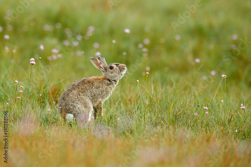 Cute rabbit with flower dandelion sitting in grass. Animal nature habitat, life in meadow. European rabbit or common rabbit, Oryctolagus cuniculus, hidden grass. Rabit in pink spring flowers. © ondrejprosicky