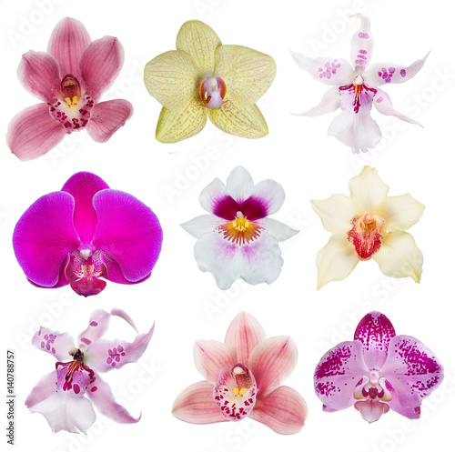 nine isolated orchid blooms collection