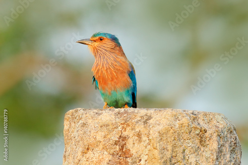 Nice colour light blue bird Indian Roller sitting on the stone with orange background. Birdwatching in Asia. Beautiful colour bird in the nature habitat. Detail of bird. Roller from Sri Lanka, Asia.