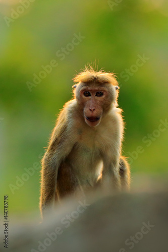 Toque macaque, Macaca sinica, monkey with evening sun. Macaque in nature habitat, Sri Lanka. Detail of monkey, Widlife scene from Asia. Beautiful forest background. © ondrejprosicky