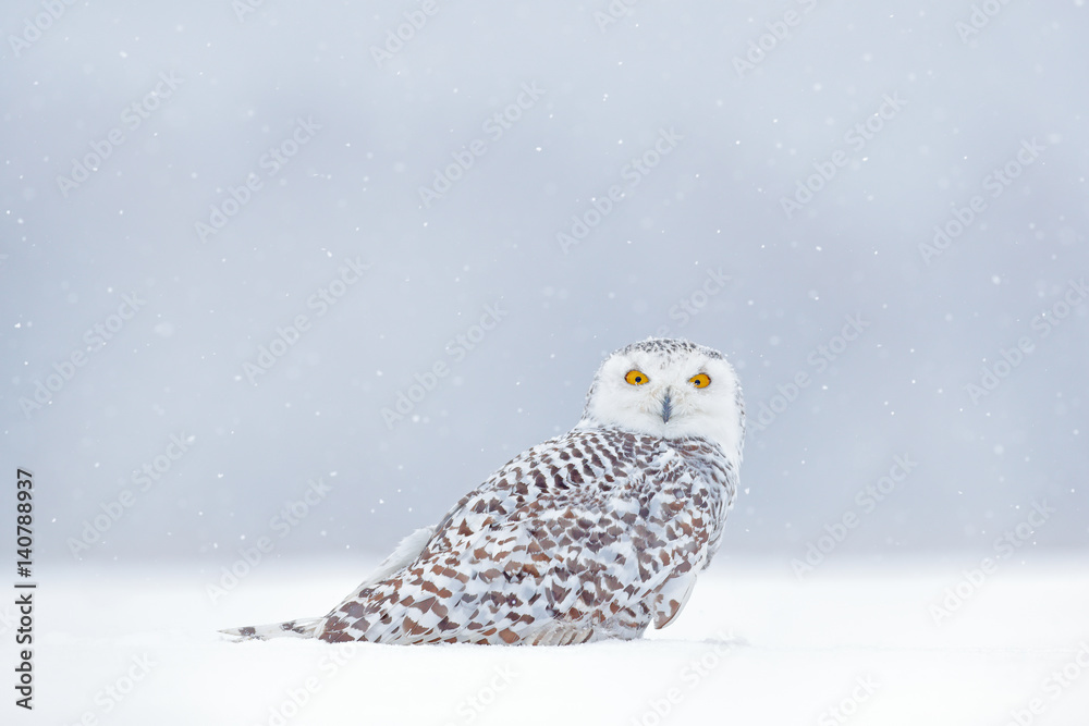 Fototapeta premium Yellow eyes in white. Winter scene with white owl. Snowy owl, Nyctea scandiaca, rare bird sitting on the snow, snowflakes in wind, Manitoba, Canada. Wildlife scene from snowy nature.