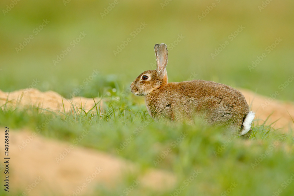 Fototapeta premium Rabbit in spring flowers. Cute rabbit with flower dandelion sitting in grass. Animal nature habitat, life in meadow. European rabbit or common rabbit, Oryctolagus cuniculus, hidden grass.