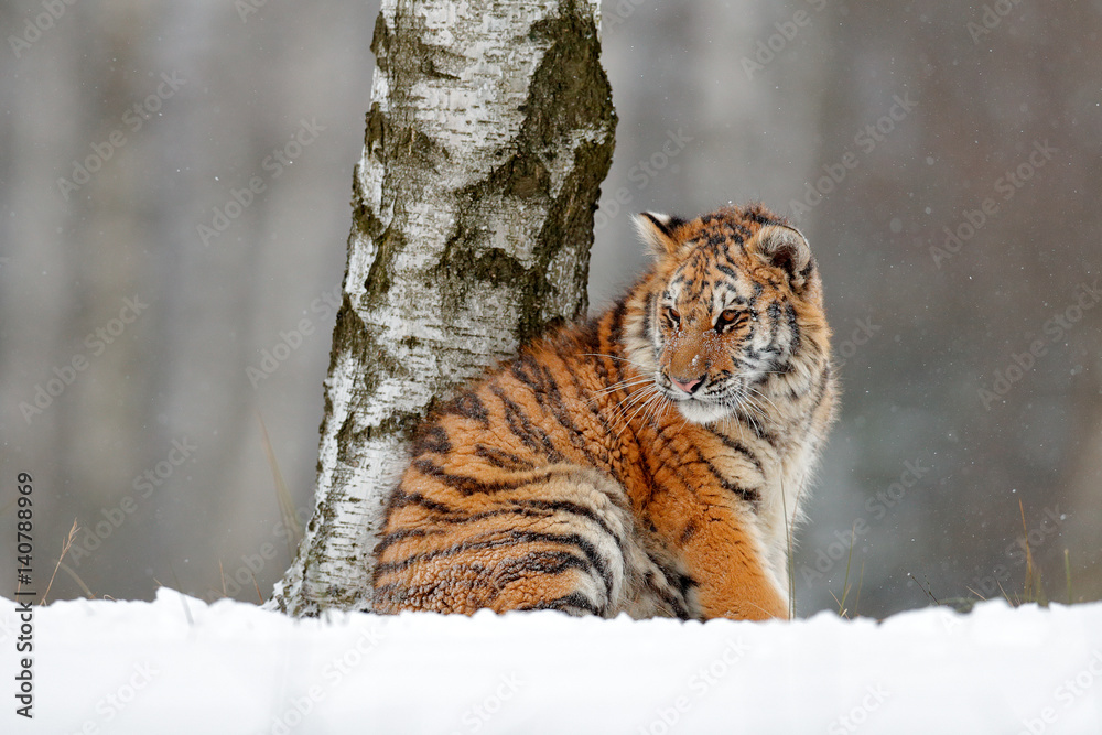 Amur tiger sitting in snow. Tiger in wild winter nature. Action wildlife  scene with danger animal. Cold winter in tajga. Snowflake with beautiful  background. Siberian tiger in snow fall, birch tree. Stock