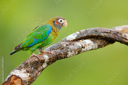 Detail close-up portrait bird. Bird from Central America. Wildlife scene, tropic nature. Bird from Costa Rica. Brown-hooded Parrot, Pionopsitta haematotis, portrait light green parrot with brown head.