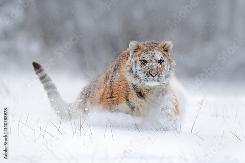 Amur tiger running in the snow. Tiger in wild winter nature. Action wildlife scene with danger animal. Cold winter in tajga, Russia. Snowflake with beautiful background. Siberian tiger in snow fall.