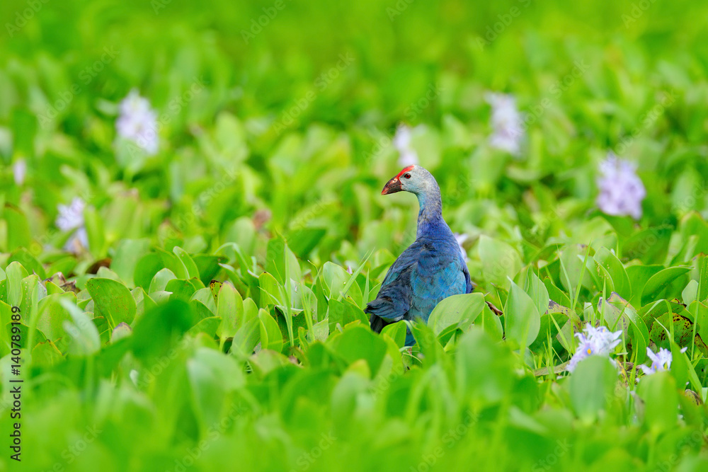 Art view of nature. Purple Swamphen, Porphyrio porphyrio, in the nature green march habitat in Sri Lanka. Rare blue bird with red head in the water grass with pink flower. Wildlife scene from Asia. Art view of nature. Purple Swamphen, Porphyrio porphyrio, in the nature green march habitat in Sri Lanka. Rare blue bird with red head in the water grass with pink flower. Wildlife scene from Asia.