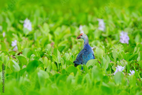 Art view of nature. Purple Swamphen, Porphyrio porphyrio, in the nature green march habitat in Sri Lanka. Rare blue bird with red head in the water grass with pink flower. Wildlife scene from Asia. photo