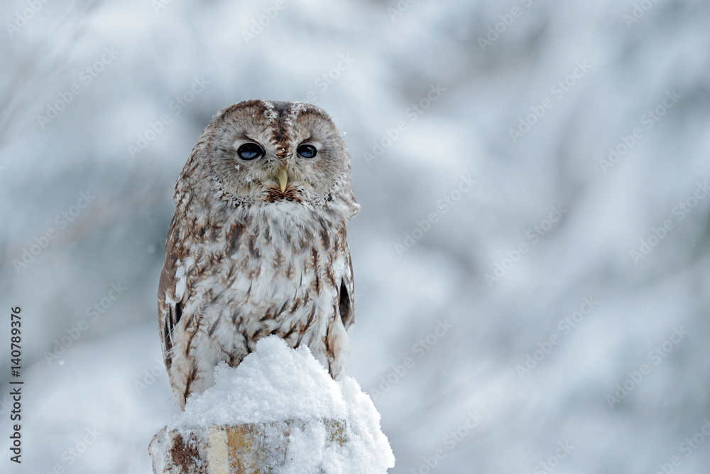 Fototapeta premium Tawny Owl snow covered in snowfall during winter, snowy forest in background, nature habitat. Wildlife scene from Slovakia. Cold winter forest with bird. Spruce trees with snow. Owl in winter forest.
