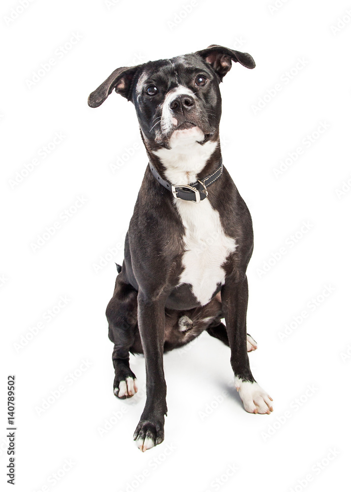 Cute Medium-Sized Mixed Breed Dog