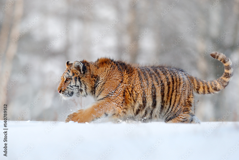 Obraz premium Siberian tiger walking in snow. Winter scene with amur tiger. Wildlife scene from nature.