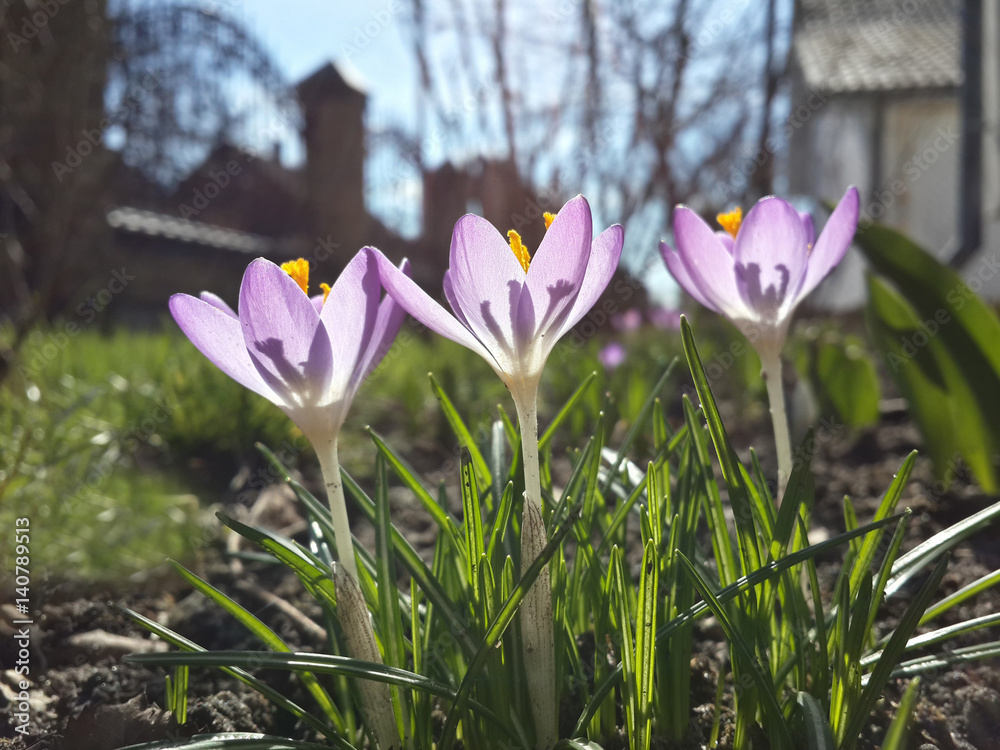 Fototapeta premium Beautiful spring purple crocuses