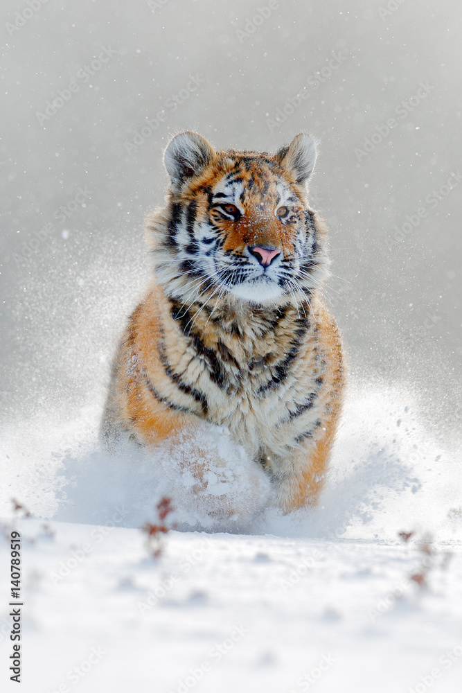 Fototapeta premium Amur tiger running in the snow. Action wildlife scene with danger animal. Cold winter in tajga, Russia. Snowflake with beautiful Siberian tiger, Panthera tigris altaica. Tiger in wild winter nature.