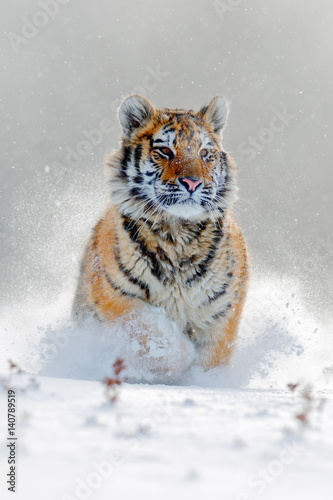 Amur tiger running in the snow. Action wildlife scene with danger animal. Cold winter in tajga, Russia. Snowflake with beautiful Siberian tiger, Panthera tigris altaica. Tiger in wild winter nature.