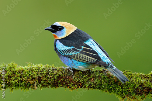 Tanager sitting on the branch. Golden-hooded Tanager, Tangara larvata, exotic tropic blue bird with gold head from Costa Rica. Green moss stick in the forest with bird. Wildlife scene from nature.