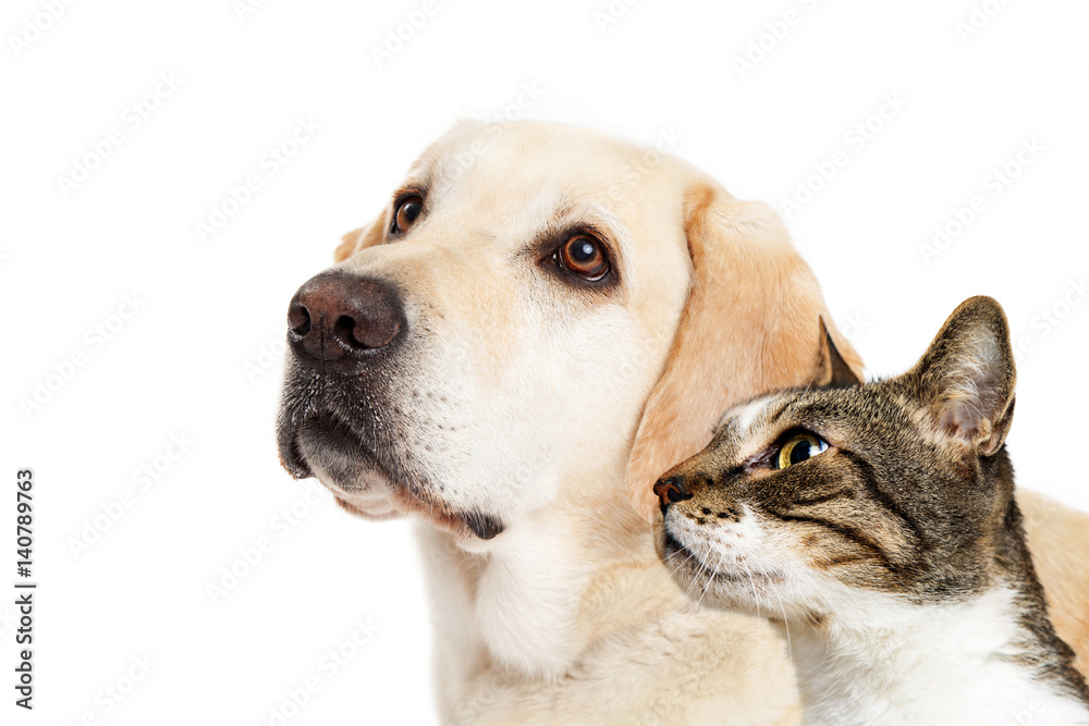 Dog and Cat Together Closeup Looking Side Dog and Cat Together Closeup Looking Side