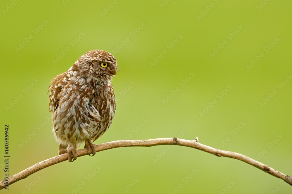 Little Owl, Athene noctua, bird in the nature habitat, clear green background. Bird with yellow eyes, Hungary. Wildlife scene from nature. Animal behaviour in habitat. Little Owl, Athene noctua, bird in the nature habitat, clear green background. Bird with yellow eyes, Hungary. Wildlife scene from nature. Animal behaviour in habitat.