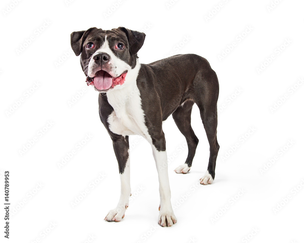 Happy Friendly Boxer Crossbreed Dog