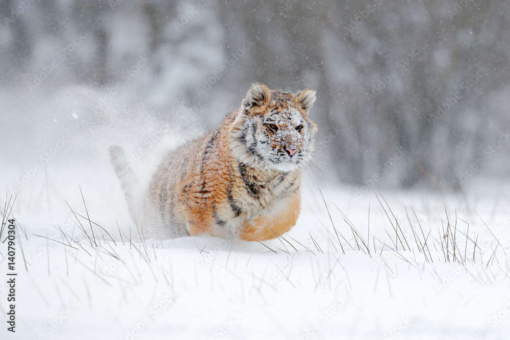Amur tiger running in the snow. Action wildlife scene with danger animal.  Cold winter in tajga, Russia. Snowflake with beautiful Siberian tiger,  Panthera tigris altaica. Tiger in wild winter nature. Stock Photo |