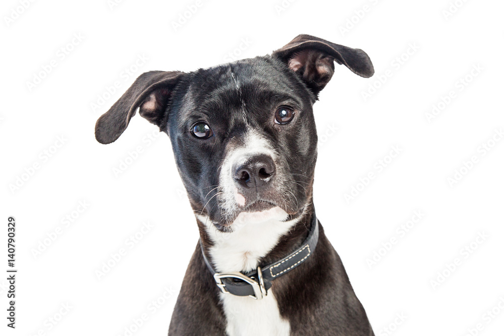 Portrait Black and White Crossbreed Dog