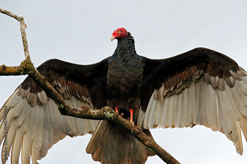Fototapeta premium Ugly black bird Turkey vulture, Cathartes aura, sitting on the tree, Costa Rica. Bird with open wing.