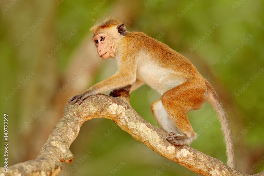 Macaque in the forest. Toque macaque, Macaca sinica. Monkrey on the tree. Macaque in nature habitat, Sri Lanka. Detail of monkey, Wildlife scene from Asia. Beautiful colour forest background.