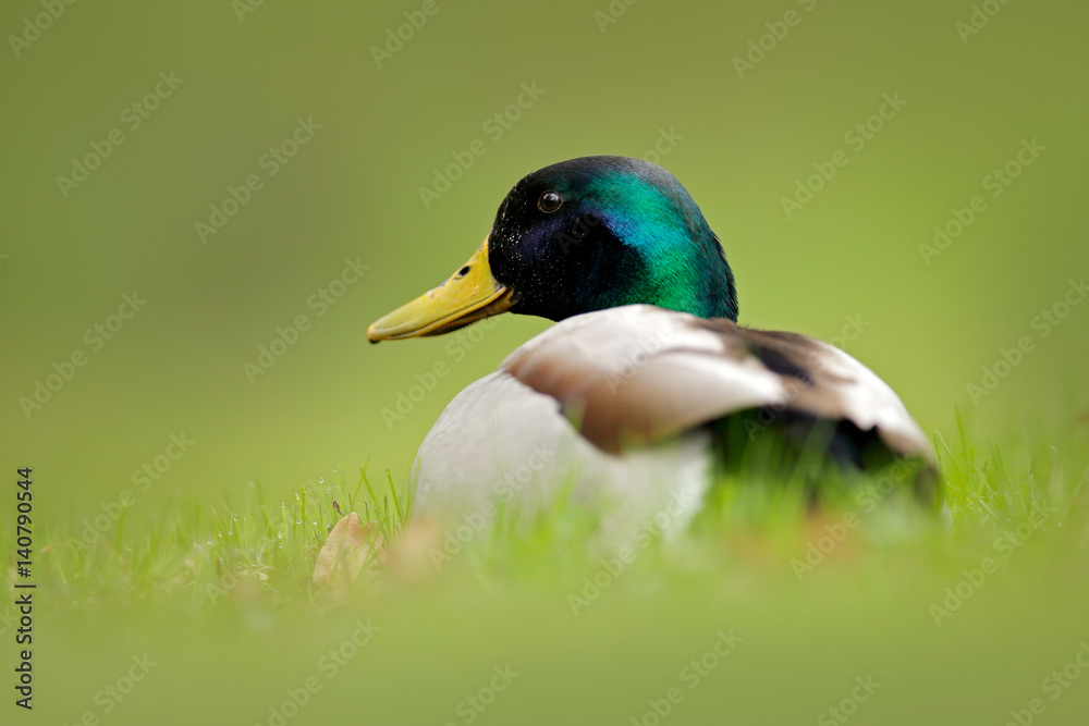 Bird hidden in the grass. Water bird Mallard, Anas platyrhynchos, with reflection in the water. Duck in the green surface. Still water with Mallard. Bird from Europe. Bird hidden in the grass. Water bird Mallard, Anas platyrhynchos, with reflection in the water. Duck in the green surface. Still water with Mallard. Bird from Europe.