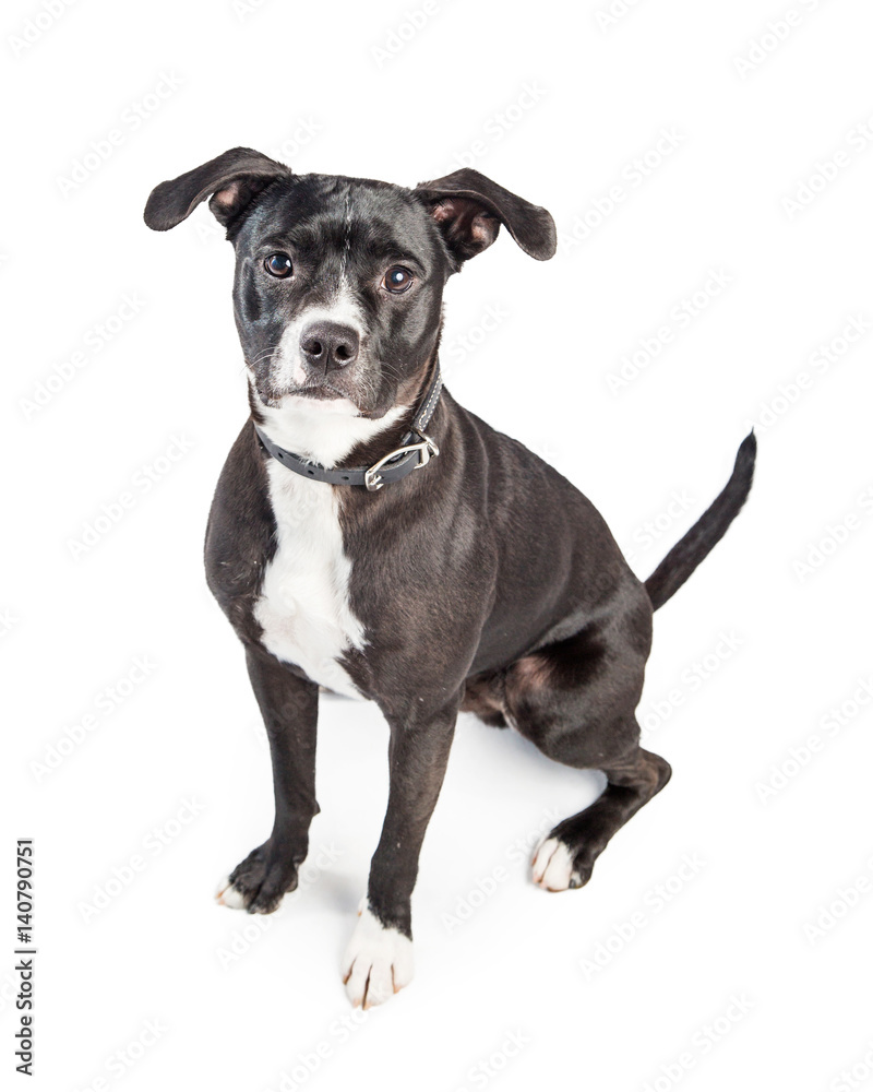 Well-Behaved Medium Size Crossbreed Dog