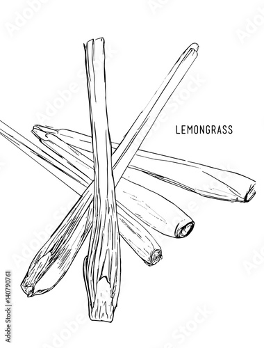 Hand drawn lemongrass ..Hand drawn seasoning. Vector illustration.